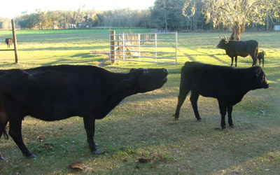 local grass fed beef in gainesville virginia area